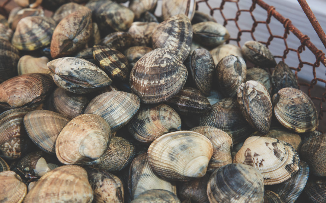À la pêche aux palourdes…
